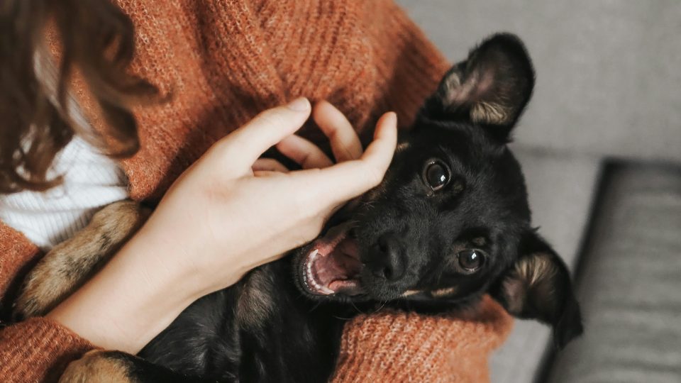 black short coat small dog